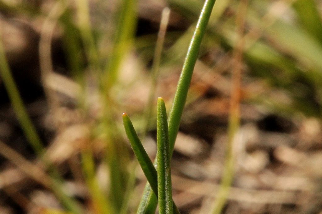 Plantago serpentina