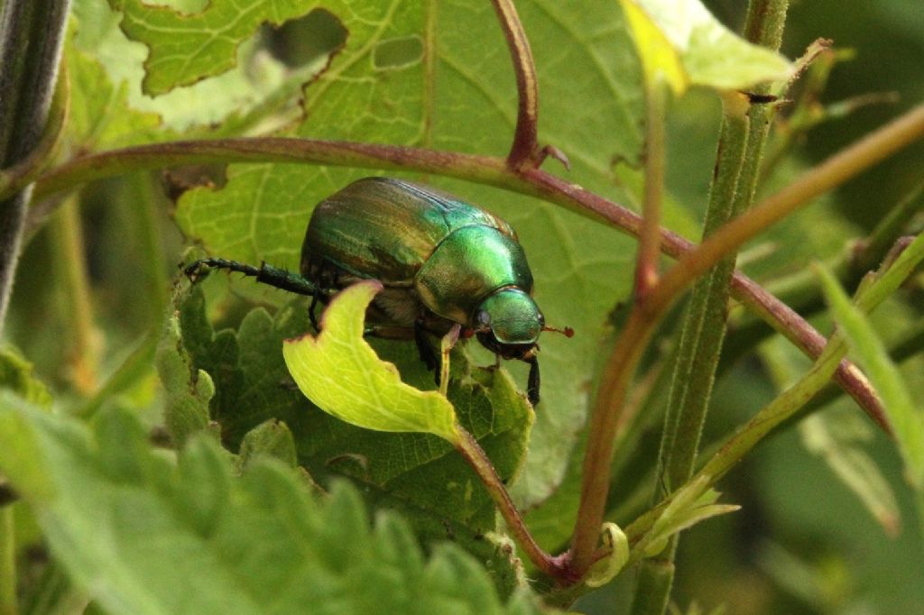 Anomala vitis, Rutelidae