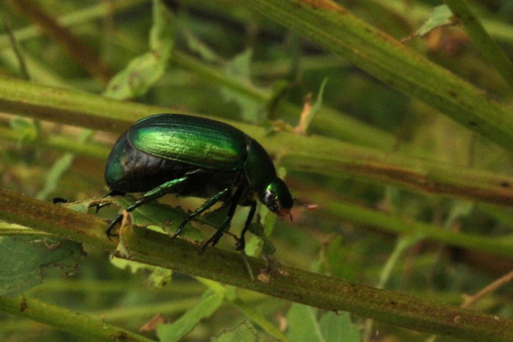 Anomala vitis, Rutelidae