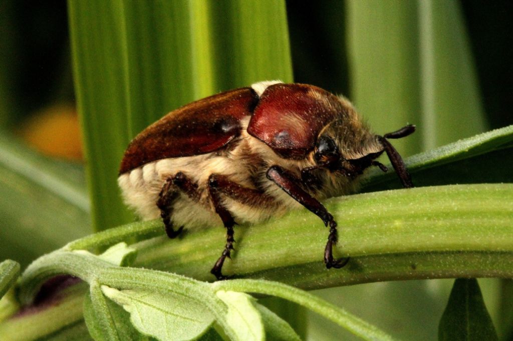 Anoxia villosa