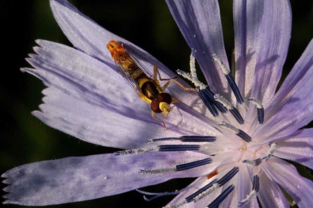 Sphaerophoria scripta?