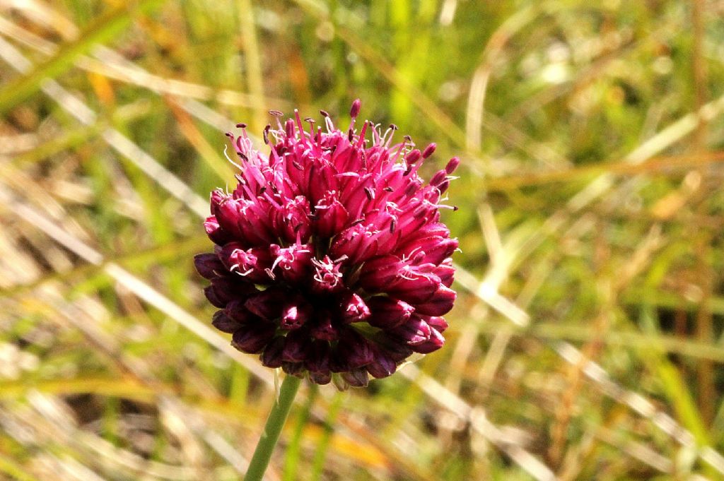 Allium sphaerocephalon