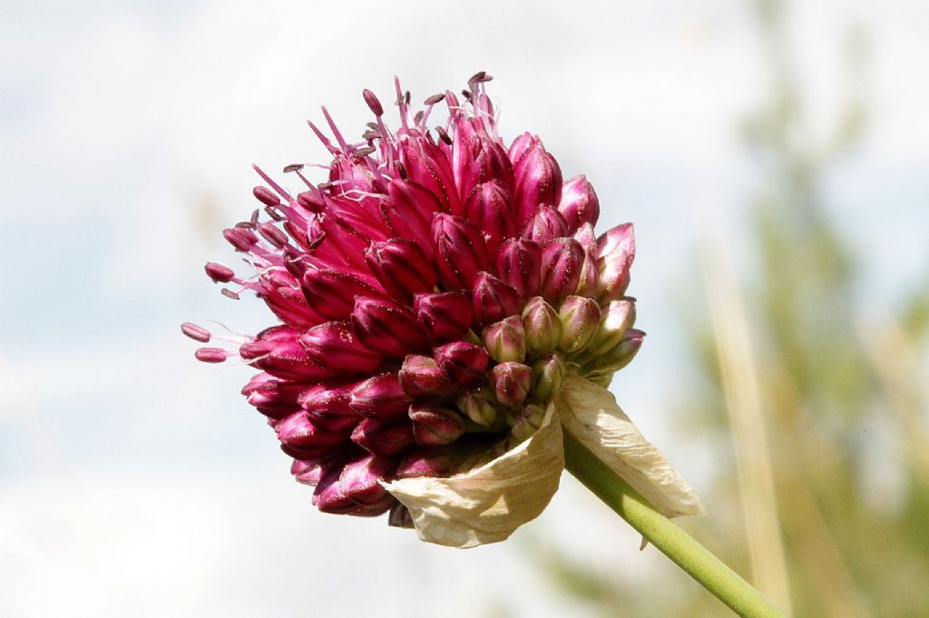 Allium sphaerocephalon