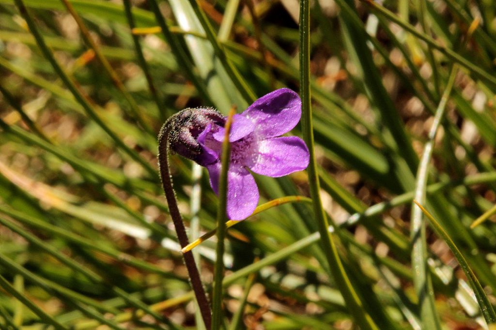 Pinguicola vulgaris?