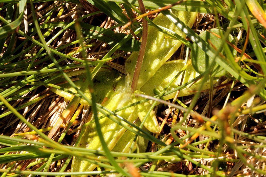 Pinguicola vulgaris?