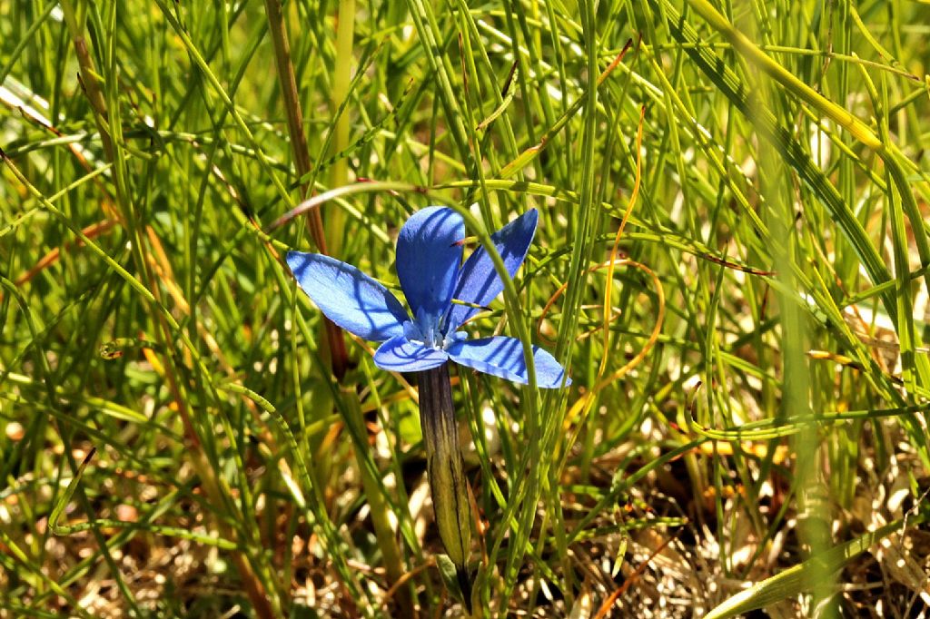 Forse Gentiana brachyphylla?