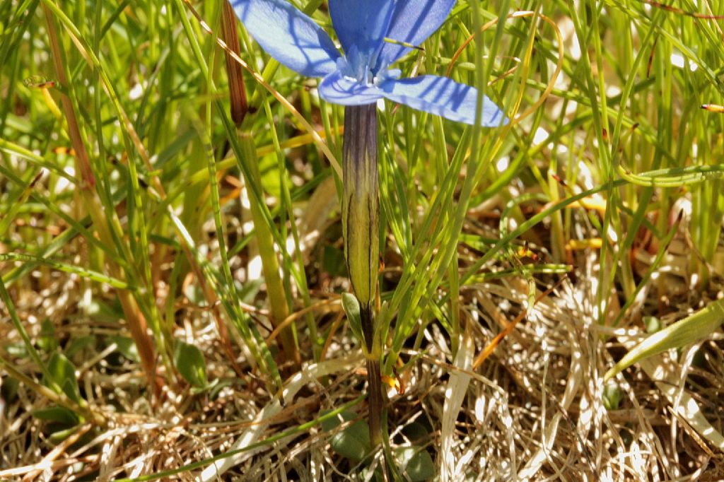 Forse Gentiana brachyphylla?