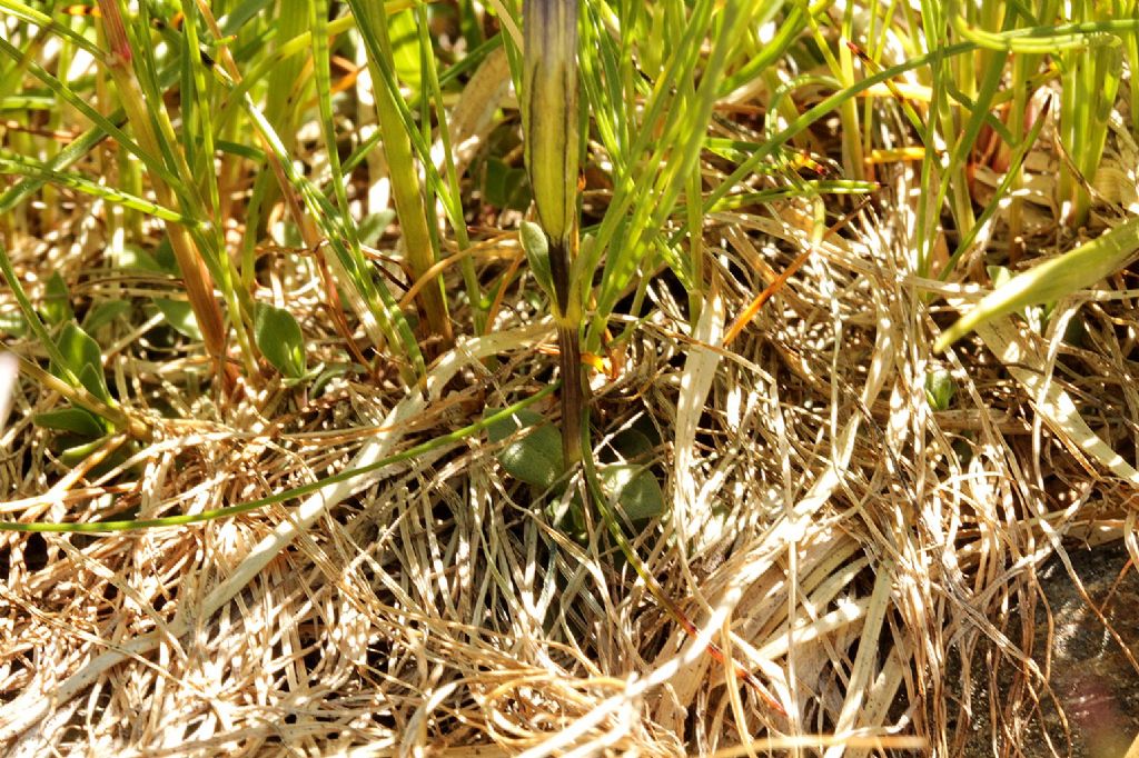 Forse Gentiana brachyphylla?