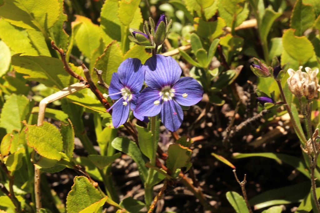 Veronica fruticans / Veronica fruticosa