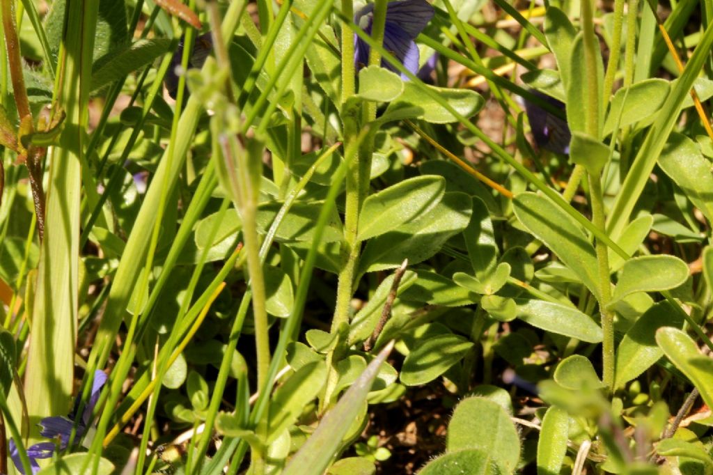 Veronica fruticans / Veronica fruticosa