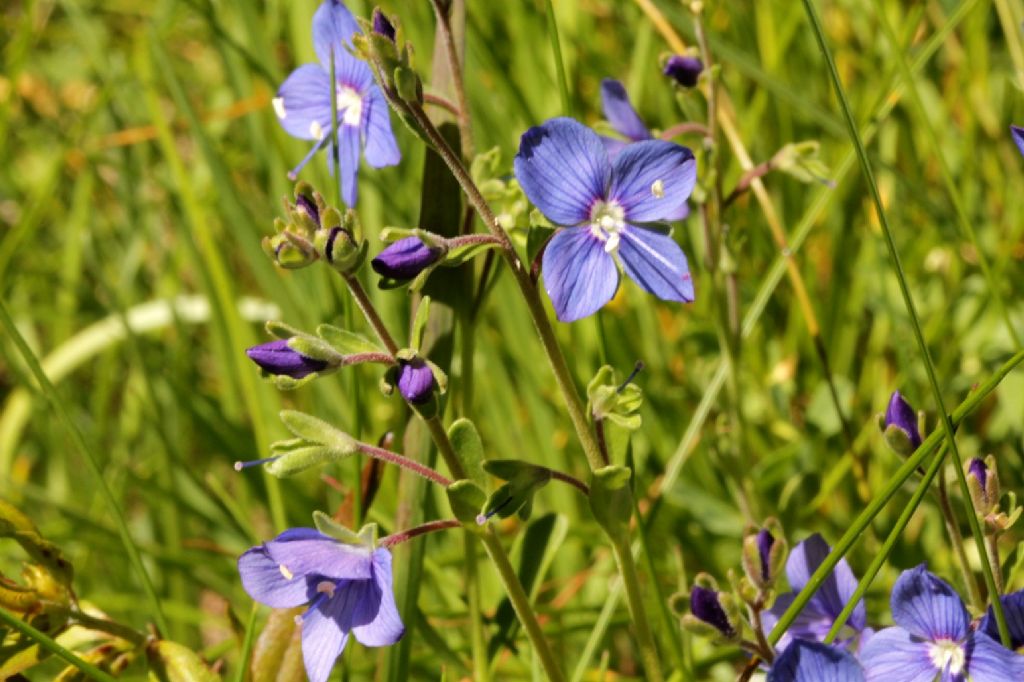Veronica fruticans / Veronica fruticosa