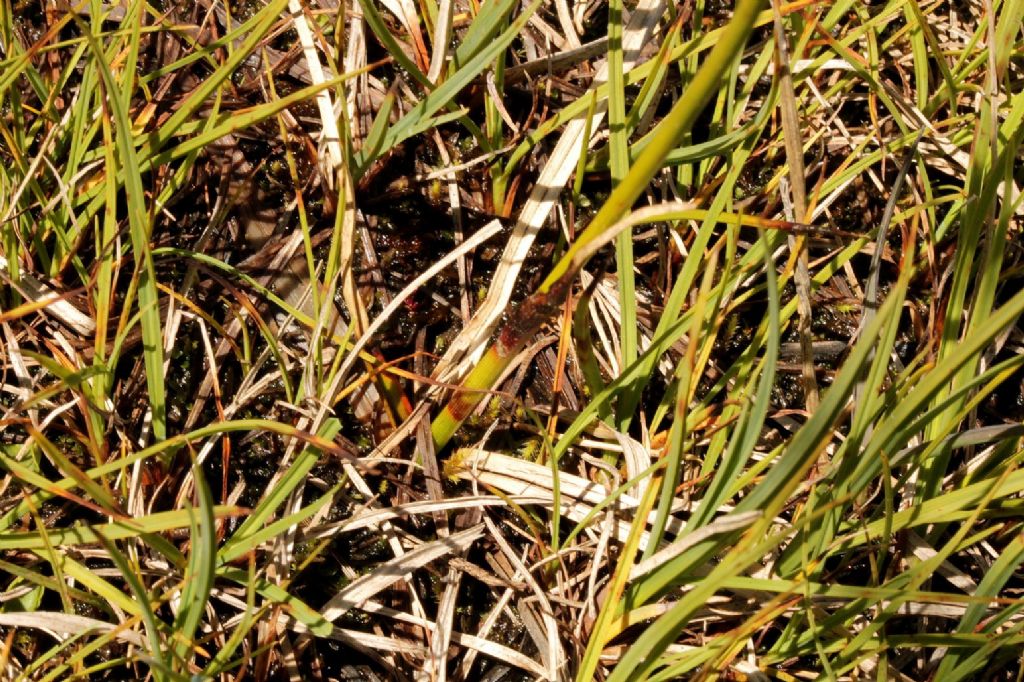 Eriophorum scheuchzeri?