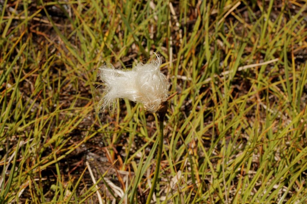 Eriophorum scheuchzeri?