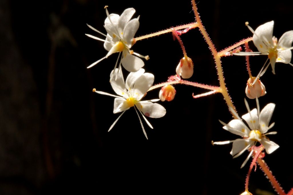 Saxifraga cuneifolia / Sassifraga a foglia cuneate