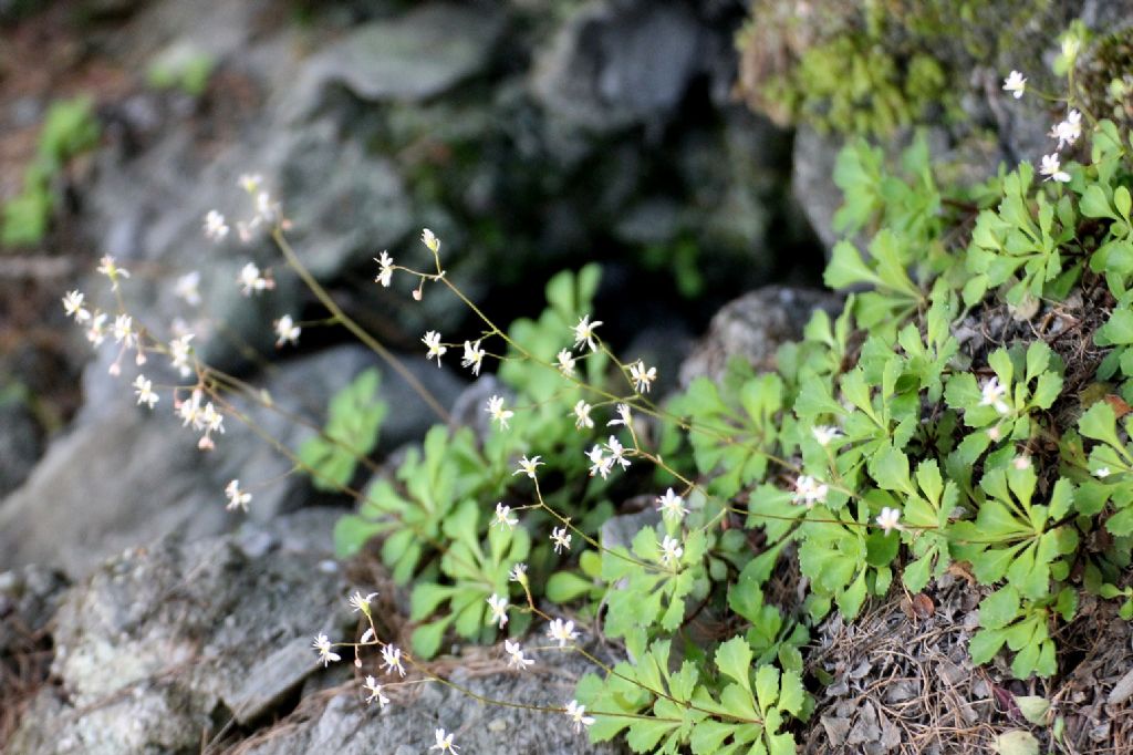 Saxifraga cuneifolia / Sassifraga a foglia cuneate
