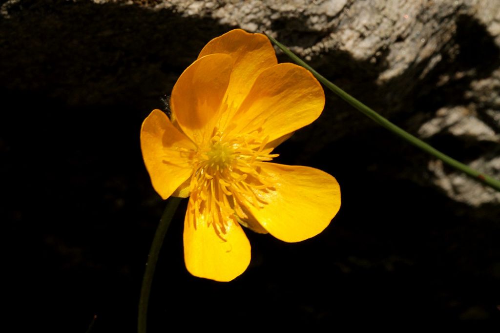 Ranunculus montanus o villarsii?