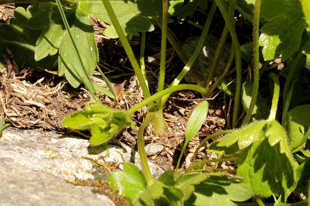 Ranunculus montanus o villarsii?