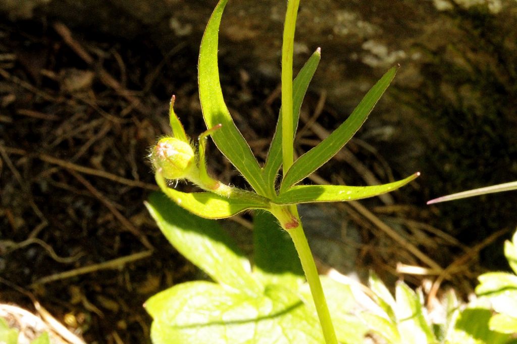 Ranunculus montanus o villarsii?