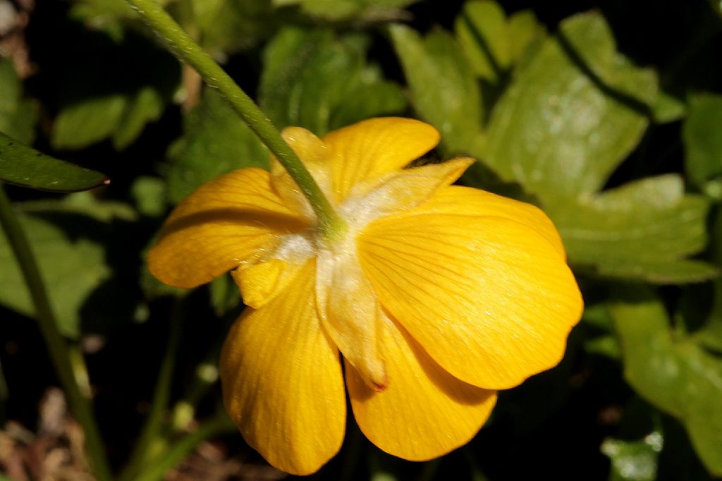 Ranunculus montanus o villarsii?