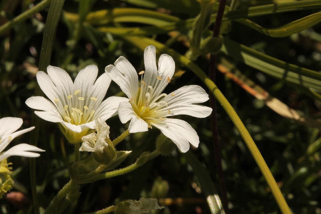 Cerastium arvense  (Caryophyllaceae)