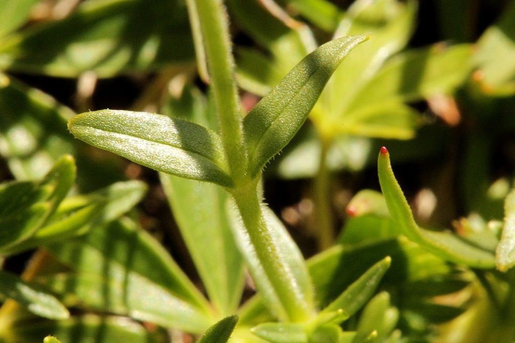 Cerastium arvense  (Caryophyllaceae)