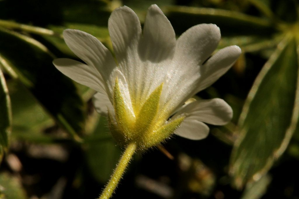 Cerastium arvense  (Caryophyllaceae)