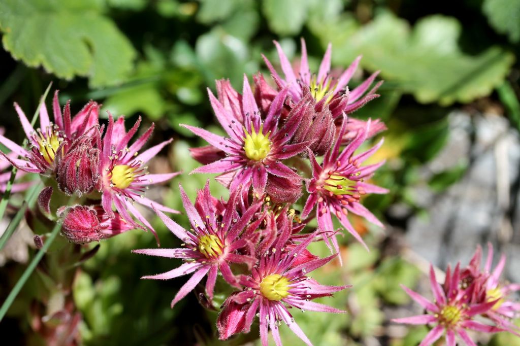 Sempervivum montanum?