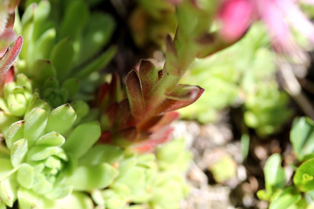 Sempervivum montanum?