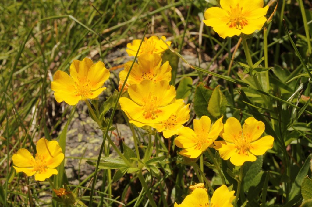 Potentilla sp.