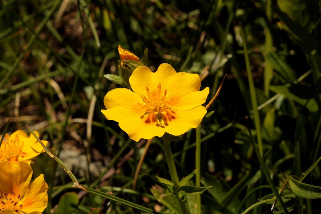 Potentilla sp.
