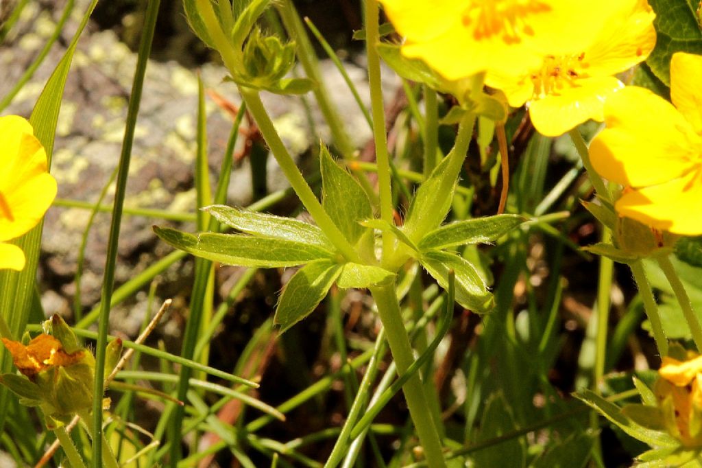Potentilla sp.