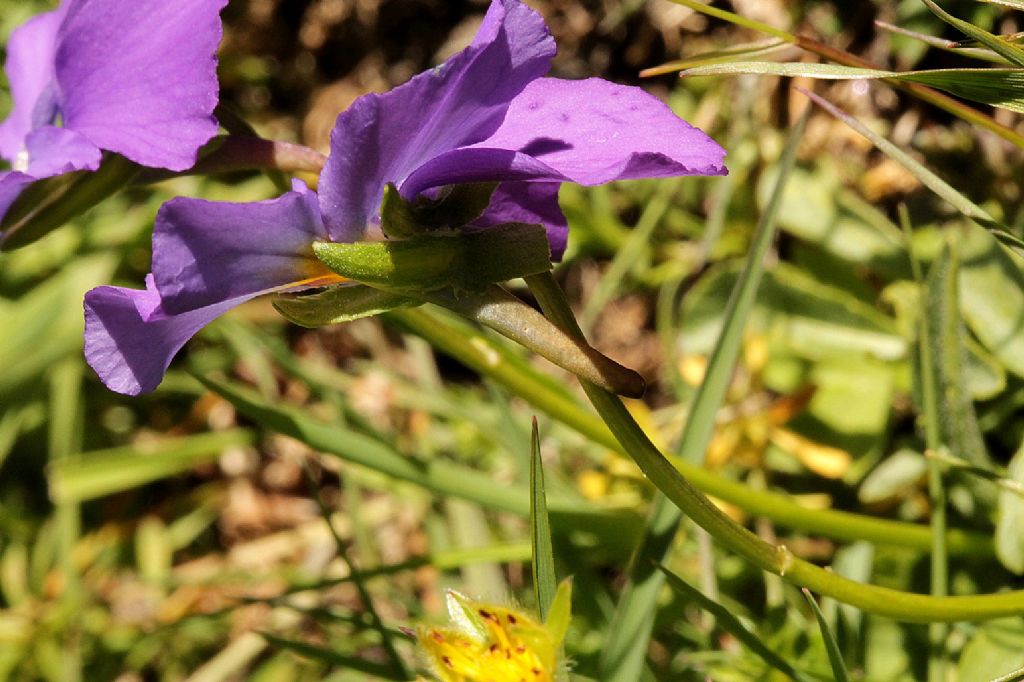Viola gruppo calcarata