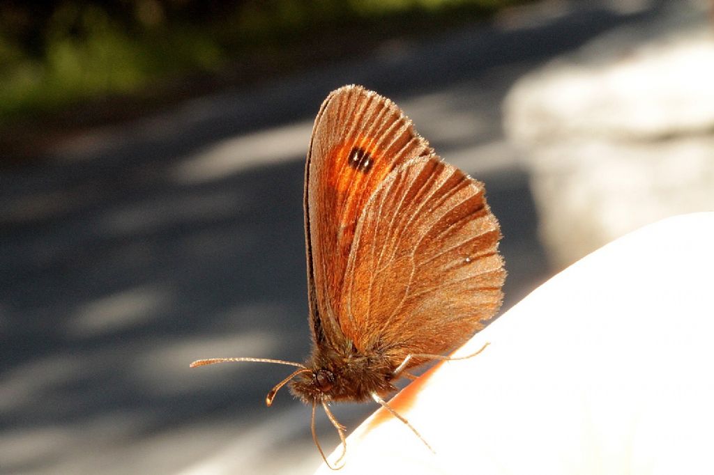 Erebia meolans?