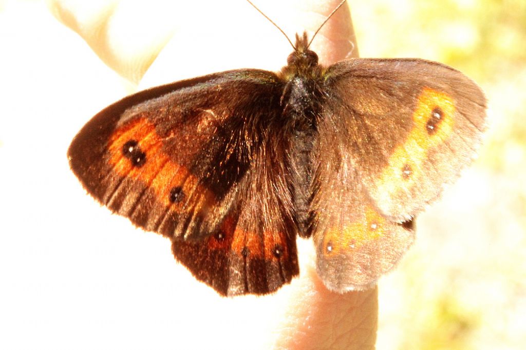 Erebia meolans?