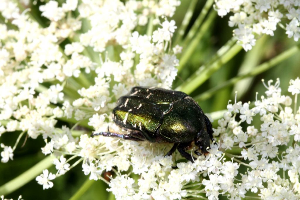 Cetonia aurata pisana