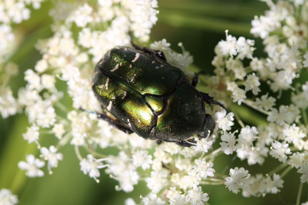 Cetonia aurata pisana