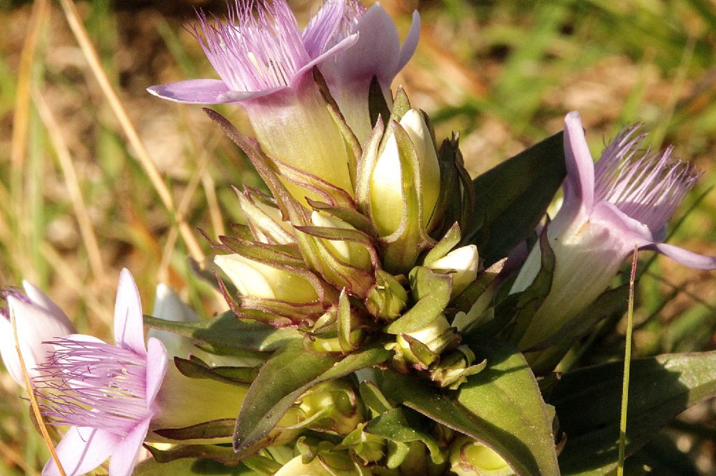 Gentiana ramosa?