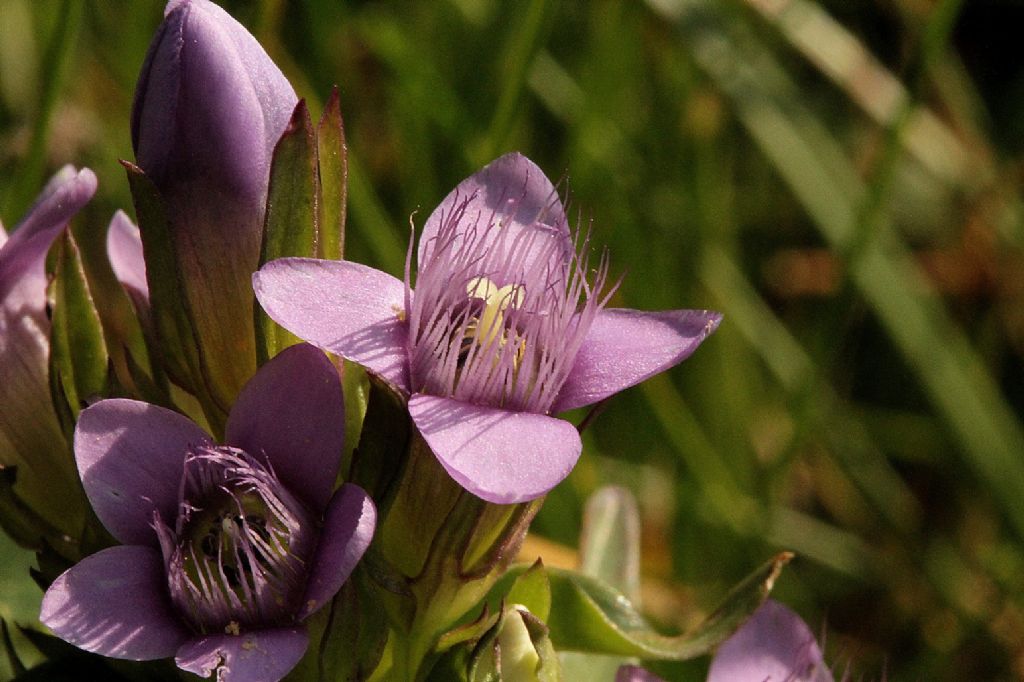 Gentiana ramosa?
