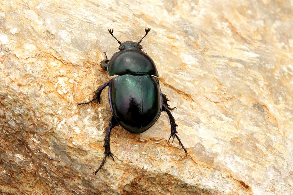 Trypocopris pyrenaeus (cf.)