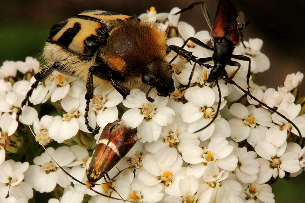 Trichius cfr. fasciatus, Cetoniidae
