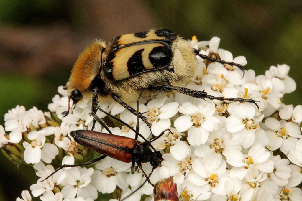 Trichius cfr. fasciatus, Cetoniidae