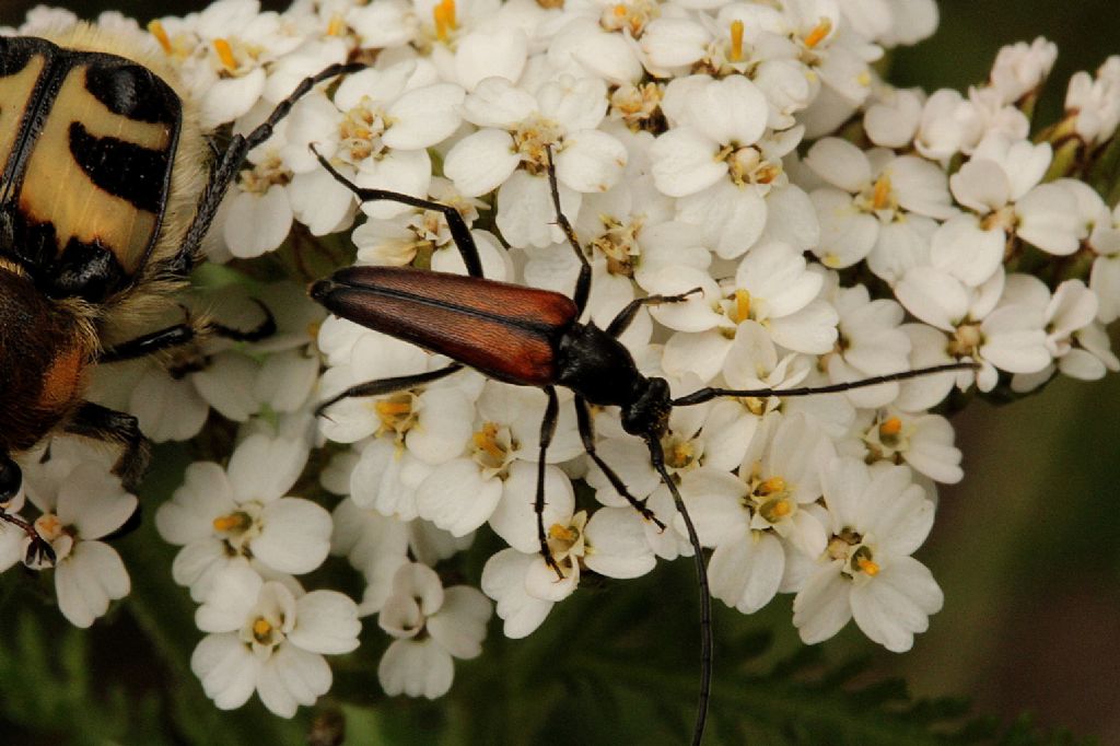 Anastrangalia sanguinolenta? - Stenurella melanura