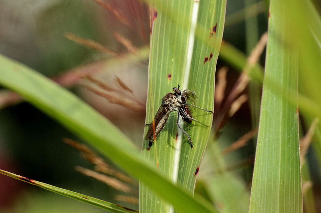 Asilidae ......