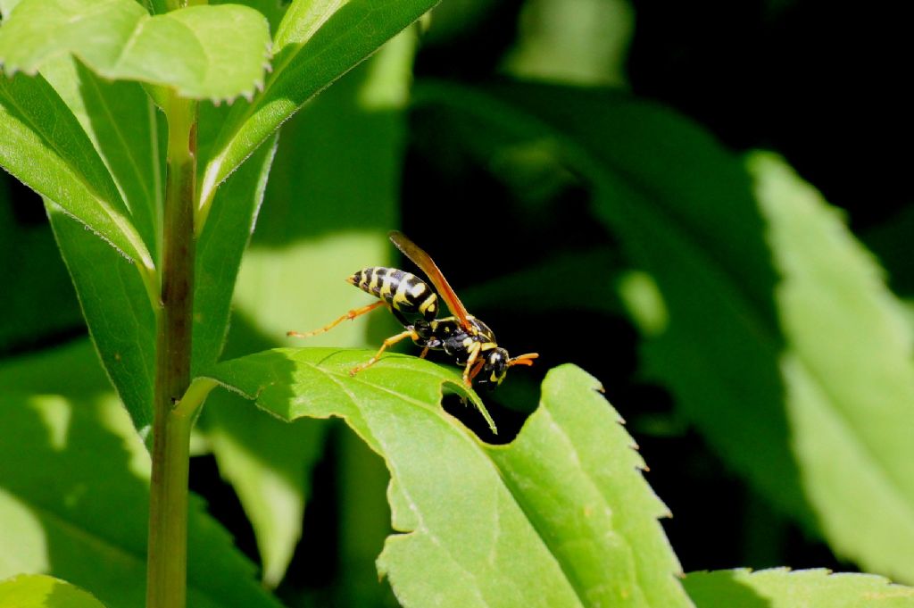 Polistes dominula