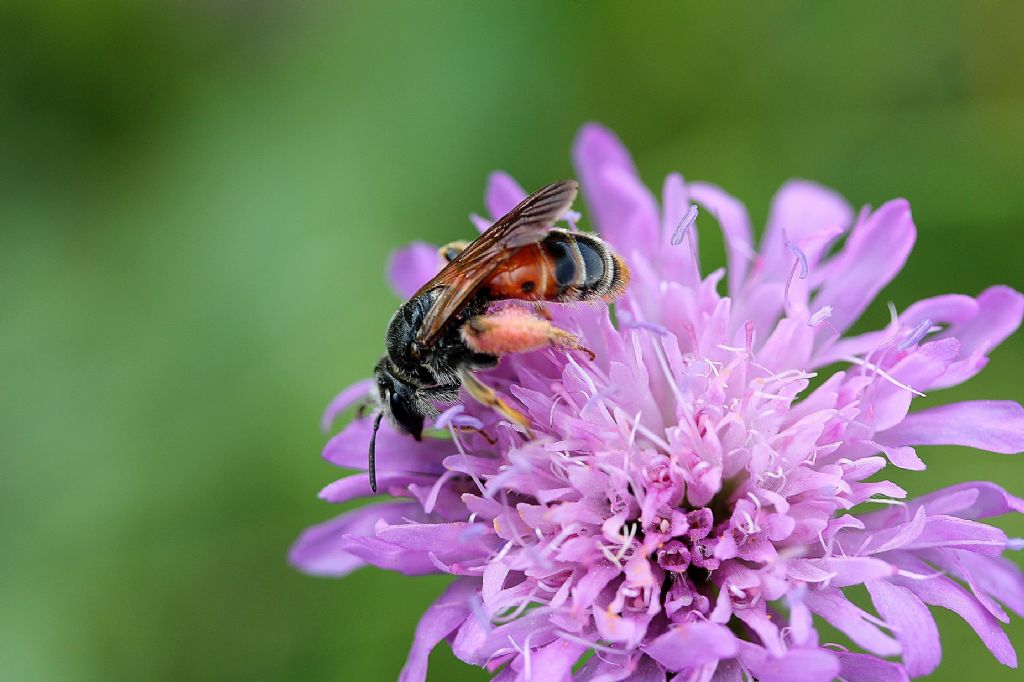 Andrena hattorfiana