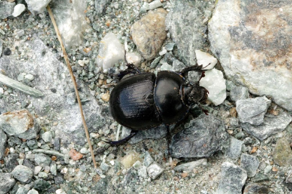 Potrebbe essere Geotrupes stercorarius?