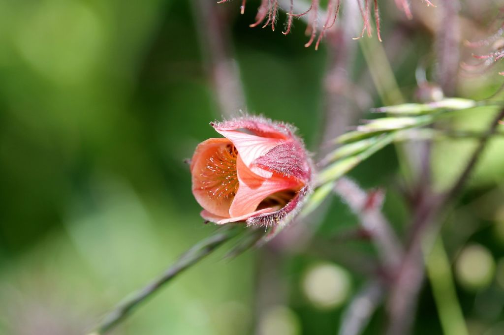 Geum rivale