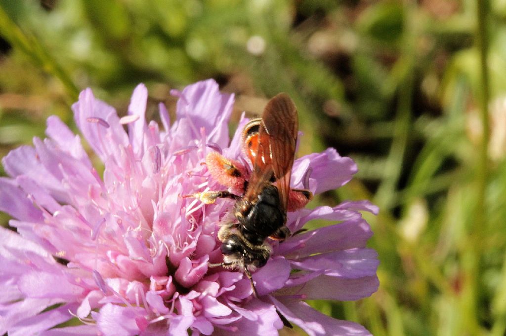 Andrena hattorfiana