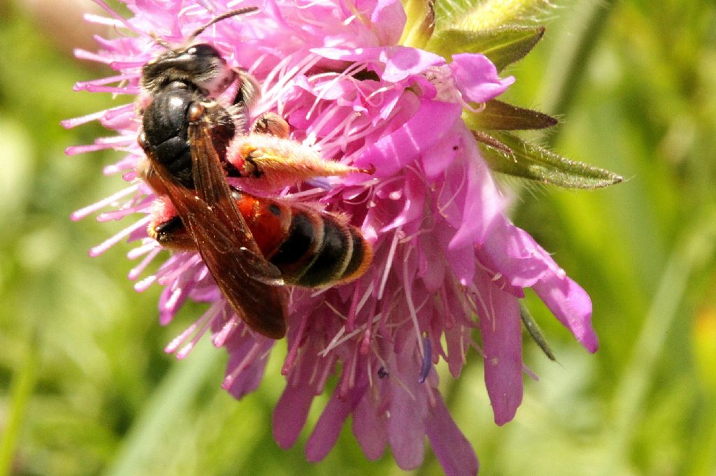 Andrena hattorfiana