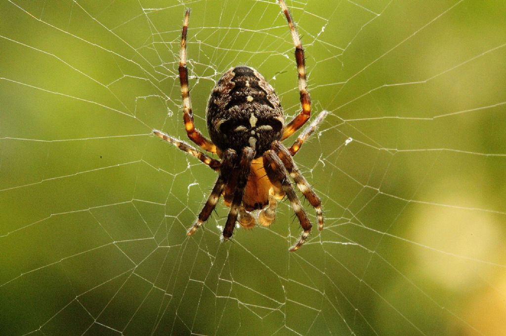 Araneus diadematus - Magnano (BI)